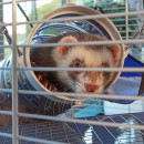 Клетка FERPLAST FURET TOWER Клетка FERPLAST FURET TOWER