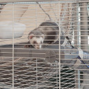 Клетка FERPLAST FURET TOWER Клетка FERPLAST FURET TOWER